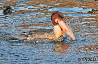 Female Goosander  with a large Roach (Mergus merganser) 4