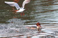 Female Goosander  with a large Roach (Mergus merganser) 6