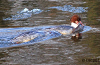 Female Goosander  with a large Roach (Mergus merganser) 5  Being pursued for her fish