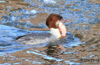 Female Goosander with a large Roach (Mergus merganser) 3