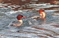 Female Goosander with a large Roach (Mergus merganser) 7