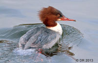 Female Goosander (Mergus merganser) 1