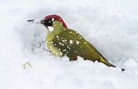 Green Woodpecker (Picus viridis) (2)
