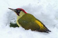 Green Woodpecker (Picus viridis) (1) Foraging in the snow