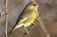 Greenfinch (2)