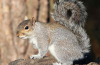 Grey Squirrel (Sciurus carolinensis)