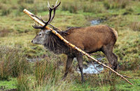 (v) Red Deer (Cervus elaphus)