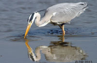 Grey Heron fishing (Ardea cinerea) 4