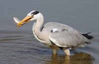 Herons, Cranes and Storks