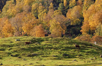 (i) Red Deer (Cervus elaphus) and Autumn colours