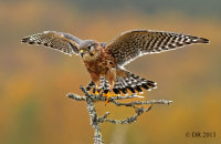 (iv) Merlin (Falco columbarius)