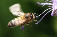 European Honey Bee (Apis mellifera) 3