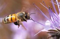 European Honey Bee (Apis mellifera) 2
