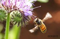 European Honey Bee (Apis mellifera) 1
