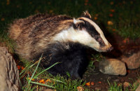(i) European Badger (Meles meles)