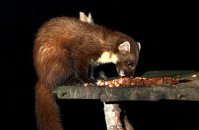 (i) European Pine Marten (Martes martes)