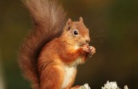 (i) Red Squirrel (Sciurus vulgaris)
