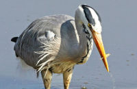 Grey Heron fishing (Ardea cinerea) 5