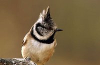 (ii) Crested Tit  (Lophophanes cristatus)