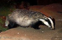 (ii) European Badger (Meles meles)