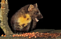 (ii) European Pine Marten (Martes martes)