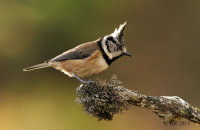 (iii) Crested Tit  (Lophophanes cristatus)