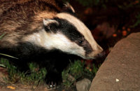 (iii) European Badger (Meles meles)