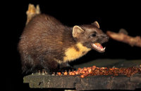 (iii) European Pine Marten (Martes martes) enjoying some peanuts