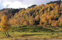 (ii) Red Deer (Cervus elaphus) and Autumn colours