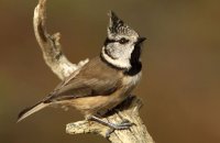 (iv) Crested Tit  (Lophophanes cristatus)