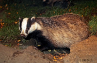 (iv) European Badger (Meles meles)