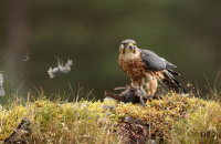 (v) Merlin (Falco columbarius) - following sequence with a Dunnock