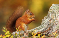 (iv) Red Squirrel (Sciurus vulgaris)