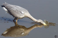 Grey Heron fishing (Ardea cinerea) 6