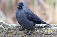 Jackdaw (Corvus monedula) 1