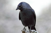 Jackdaw (Corvus monedula) 2