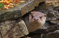 (i) European Otter (Lutra lutra lutra)