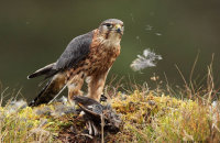 (vi) Merlin (Falco columbarius)