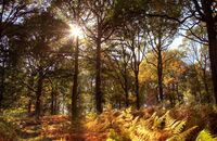 Autumn colours - Wyre Forest (2)