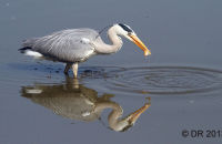Grey Heron fishing (Ardea cinerea) 7