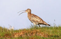 Curlew (Numenius arquata) 1