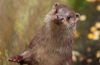 (ii) European Otter (Lutra lutra lutra)