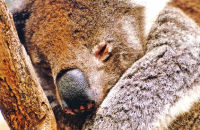 Sleeping Koala (Phascolarctos cinereus) 2