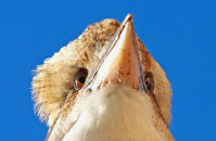 Laughing Kookaburra (Dacelo novaeguineae) 2