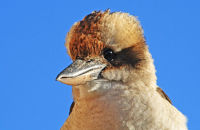 Laughing Kookaburra (Dacelo novaeguineae) 3