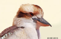 Laughing Kookaburra (Dacelo novaeguineae) 1
