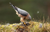 (vii) Merlin (Falco columbarius)