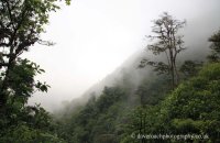 Cloud Forest - Panama