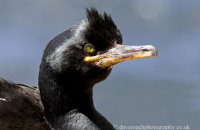 Shag (Phalacrocorax aristotelis)