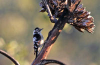 Lesser Spotted Woodpecker (Dryobates minor)
